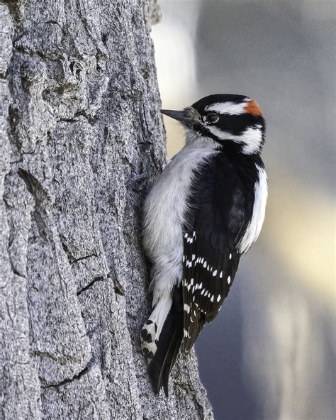 Downy Woodpecker Steven Siegel Flickr