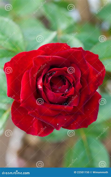 Red Rose Stock Photo Image Of Bloom Open Anniversary 22501150