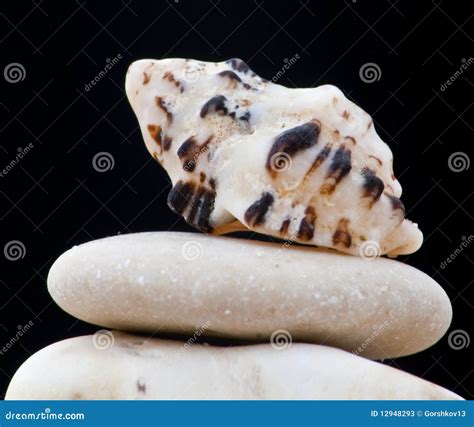 Seashell Of The Red Sea Stock Image Image Of Focus Holidays 12948293