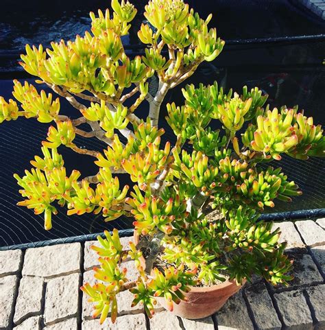 You may have to take a cutting from a cactus because there is some rot in the plant. Cactus of the Day. Today Crassula Gollum. These get thick ...