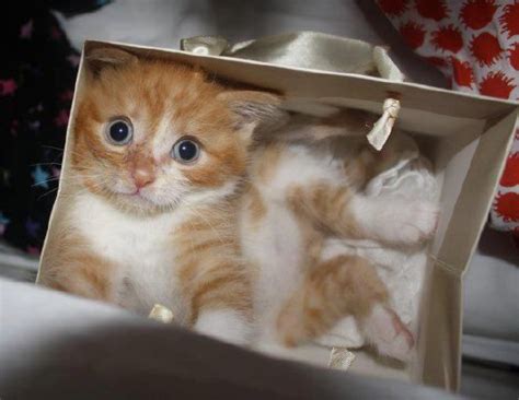 Cats Are Cute Cats In Boxes Are Even Cuter Cats Make The Most Of