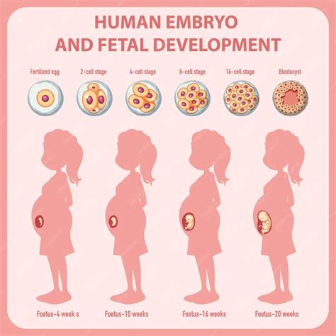 Desarrollo Embrionario Humano En Infografía Humana Vector Gratis