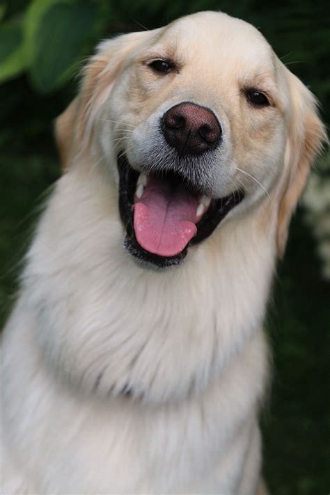 Golden Retriever Smile Собаки Животные