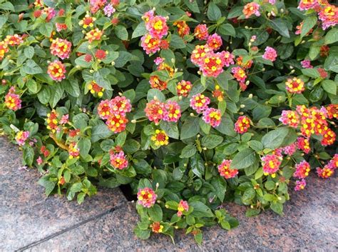 The flowers are a gorgeous mixture of coral, orange, pink, and yellow. Future Plants by Randy Stewart: Lantana