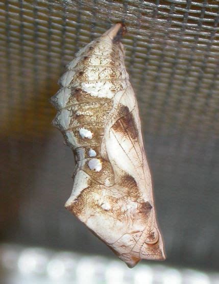 How To Identify Kamehameha Butterfly Butterfly Chrysalis Insect