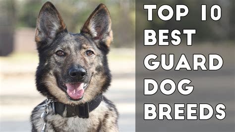 10 Best Guard Dog Breeds Protecting Owners Youtube