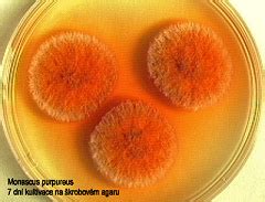 Monascus is a genus of mold. Monascus purpureus - EcuRed
