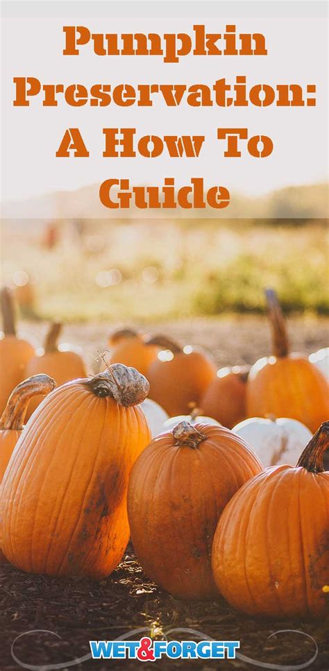 Preserve Pumpkins With Wet And Forget Wet And Forget Blog