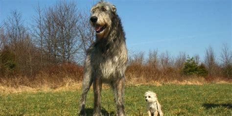 Irish Wolfhound Vs Great Dane