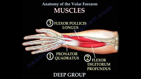 This may cause pain and tenderness when moving the affected upper and lower arm, hand, wrist, finger, or thumb. Anatomy Of The Volar Forearm Part 1 - Everything You Need ...