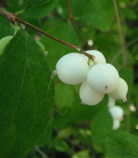Common Snowberry Symphoricarpos Albus Native Plants Pnw