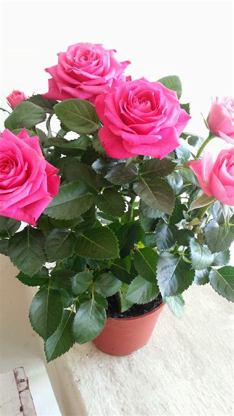 Gambar menanam daun bunga buket berwarna merah muda mawar via pxhere.com. GAMBAR POKOK BUNGA ROS CANTIK - INILAH REALITI