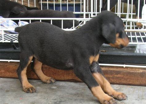 Pure Doberman Puppies For Sell Female Only Now 1 Month Guard Line For