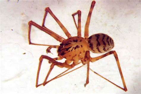 Info Junction Blog Brown Recluse Spider