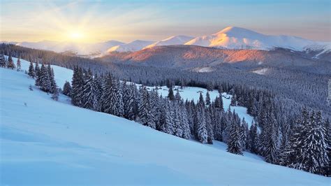Ukraina Zima Góry Karpaty Drzewa Las Wschód Słońca Sunshine