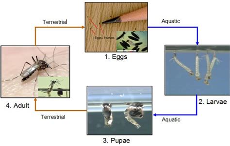 Mosquito Life Cycle Dengue Cdc