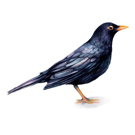 Watercolour Bird Illustration Blackbird British Birds Wildlife Animal