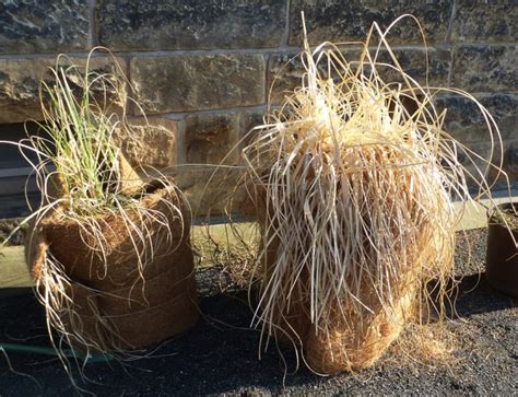 Das gras dörrt im herbst ein und da misacnthus aber eher zu den starkwachsenden gräsern zählt, sollte der kübel möglichst groß. Ziergräser winterfest machen - so gelingt es!