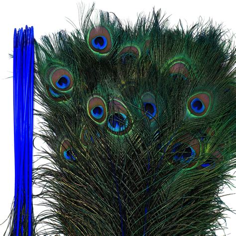 dyed peacock feathers 8 15 inches long stemdyed over natural peacock 5 to 100 feathers available