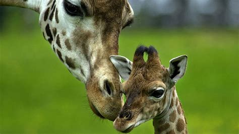 Mother And Baby Giraffes Two Love Mom Baby Hd Wallpaper Peakpx