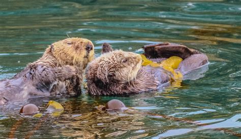 Cannundrums: Northern Sea Otter - Kenai Peninsula, Alaska