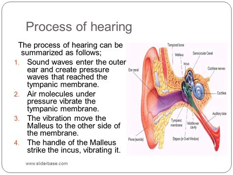 Process Of Hearing