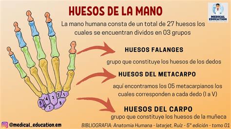 Huesos De La Mano