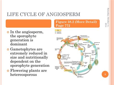 Ppt The Life Cycle Of Angiosperms Powerpoint Presentation Free