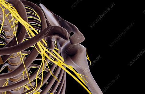 The Nerves Of The Shoulder Stock Image F0019142 Science Photo
