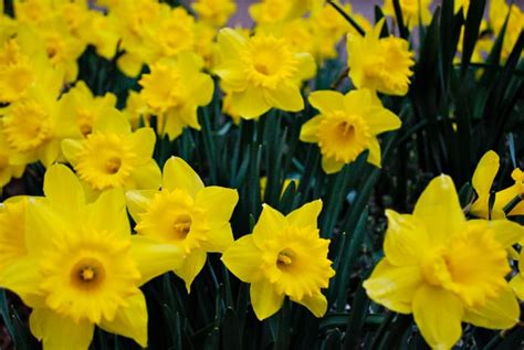 Most cases of daffodil poisoning are a result of people mistaking the bulbs for onions! 10 Plants That are Poisonous to Pets