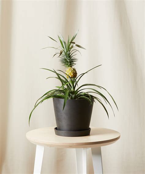Buy Potted Bromeliad Pineapple Indoor Plant Bloomscape In 2021