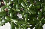 Planta de Jade - Crassula Ovata