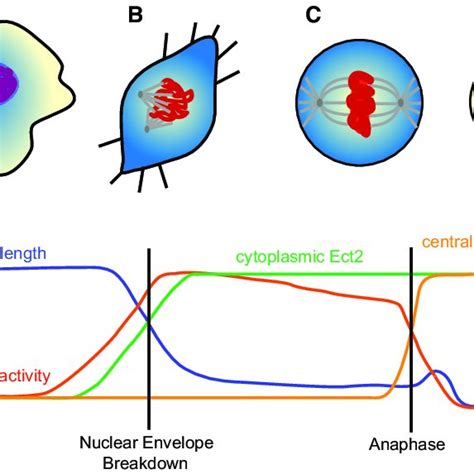Ect2 Controls Mitotic Rounding Via Rhoa Rho Kinase And Myosin Ii