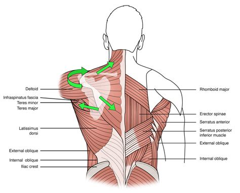 Trapezius Muscles 101 Where Are The Traps Located Fit Club Ny