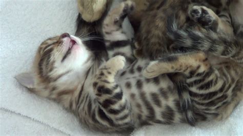 Bengal Kittens Cute Sleeping And Meowing Youtube