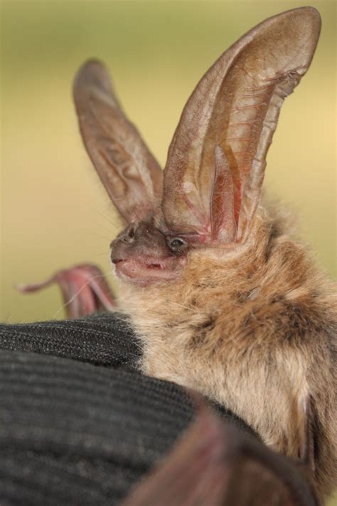 Townsends Big Eared Bat Santa Cruz Island Reserve California Mammals
