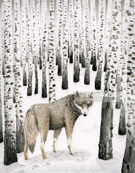 Wolf In Birch Snow Forest