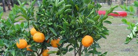 Citrus Mandarin Orange Satsuma Tangerine Citrus Reticulata Ponkan