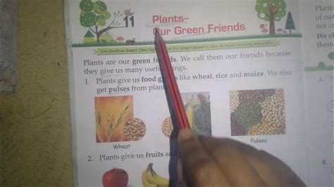 Plants Our Green Friends Evs Class 1st L1 Youtube