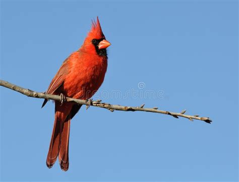 Red Cardinal Sitting On A Tree Branch In The Park Stock Photo Image