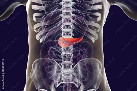 Human Pancreas Anatomy 3d Illustration Showing Organs Of Digestive