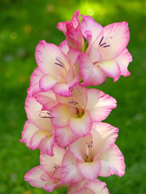 August Birth Flower Gladiolus