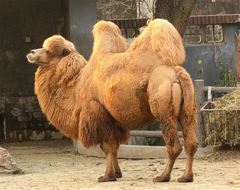They are very strong and have a vast endurance especially in dry environments like deserts. French president's camel eaten in Mali | Salon.com