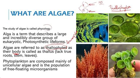 Algae Part 1 General Microbiology Youtube