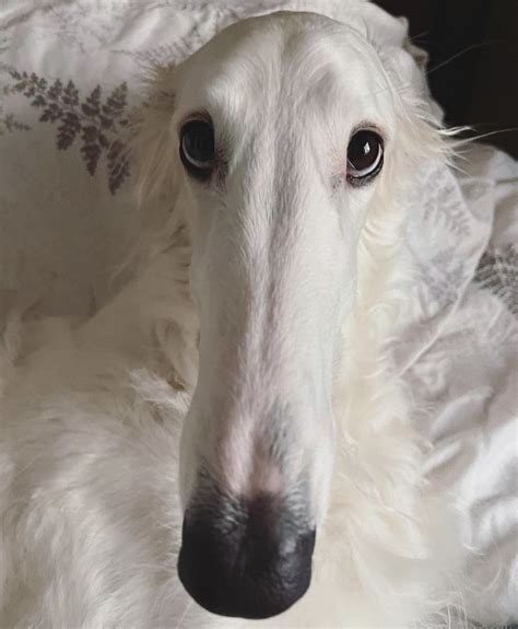 Goofy Dog Silly Dogs Funny Dogs Funny Animals Cute Animals Borzoi