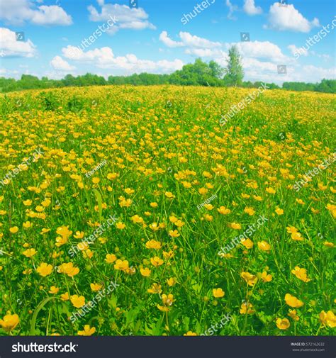 Spring Flower Field Blue Sky Clouds Stock Photo 572162632 Shutterstock