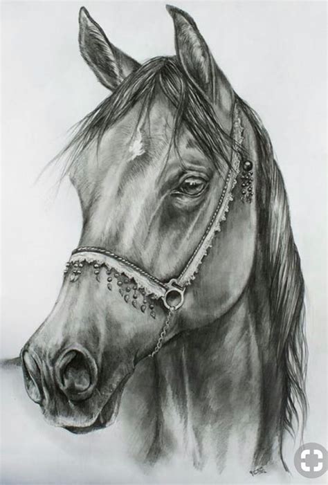 Desenhos De Cavalos 5 Horse Art Horse Drawings Pencil Drawings Of