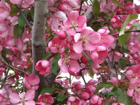 Growing profusion flowering crabapple trees. Profusion Crabapple | Outdoor | Pinterest