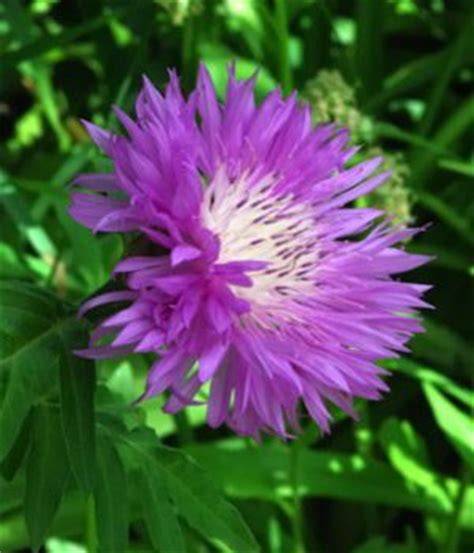 It's not surprising to hear blue flower names being associated with major movements and cultural. Purple Flower Names - Enlisted With a Beautiful Photo ...