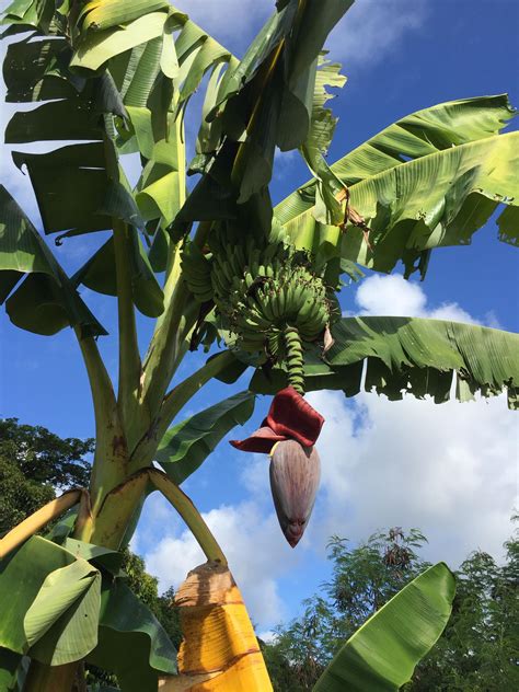 Banana Tree Anyone Know What Kindwhen To Pick Gardening
